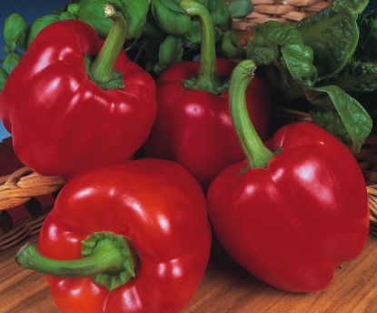 Picture of Beauty Bell F1 Sweet Pepper